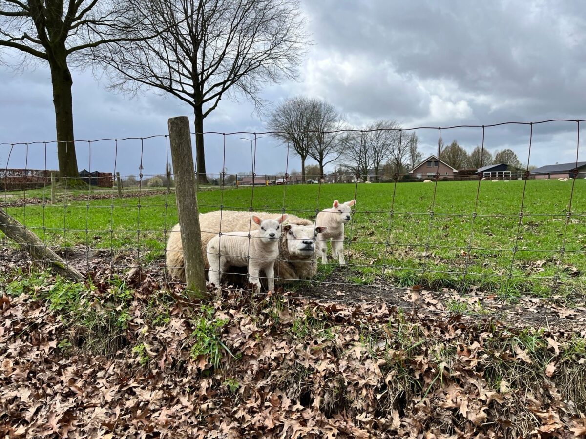 Sfeerafbeelding - Ondernemend Zeilberg - 3